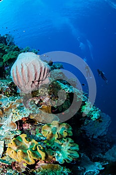 Divers, giant barrel sponge, mushroom leather coral in Banda, Indonesia underwater photo