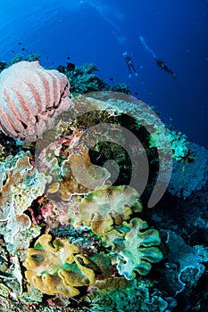 Divers, giant barrel sponge, mushroom leather coral in Banda, Indonesia underwater photo