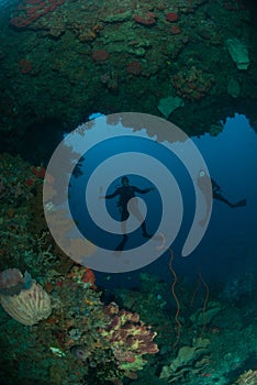 Divers, giant barrel sponge, wire corals in Ambon, Maluku, Indonesia underwater photo