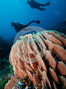 Divers and giant pink barrel sponge