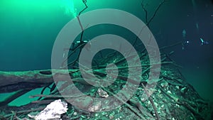 Divers in halocline near tree roots in cenotes.