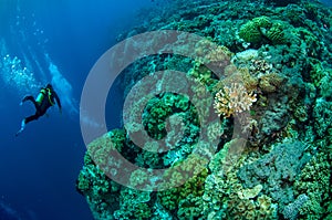 Divers, mushroom leather coral in Banda, Indonesia underwater photo