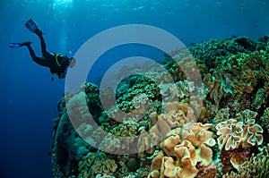 Divers, mushroom leather coral in Banda, Indonesia underwater photo