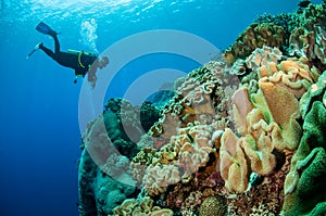 Divers, mushroom leather coral in Banda, Indonesia underwater photo