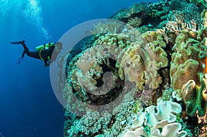 Divers, mushroom leather coral in Banda, Indonesia underwater photo