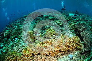 Divers, mushroom leather coral in Banda, Indonesia underwater photo