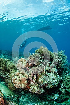 Divers, mushroom leather coral in Banda, Indonesia underwater photo