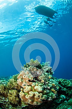 Divers, mushroom leather coral in Banda, Indonesia underwater photo