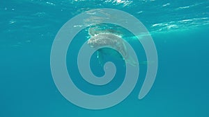 Divers near calf humpback whale underwater in Pacific Ocean.