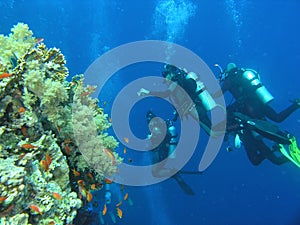 Divers on the reef