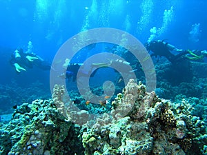 Divers on the reef