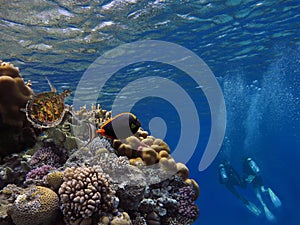 Divers on the reef photo