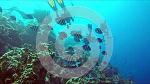 A divers regrouping at the reef. Divers exploring coral reef