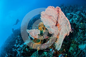 Divers and sea fan Muricella in Banda, Indonesia underwater photo