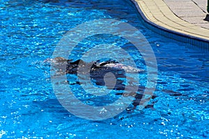 Divers sink in the pool. The teacher teaches the pupil the rules and the lesson of diving.