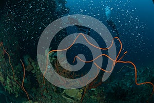 Divers, sponge, wire corals in Ambon, Maluku, Indonesia underwater photo
