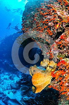 Divers and sponges in Banda, Indonesia underwater photo