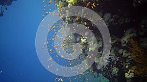 Divers swim near a coral reef along a vertical wall on the Reef Elphinstone, where a lot of tropical fish, the Red Sea
