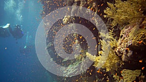 Divers swim near a coral reef along a vertical wall on the Reef Elphinstone, where a lot of tropical fish, the Red Sea, Egypt