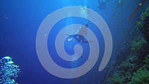 Divers swim near a coral reef along a vertical wall on the Reef Elphinstone, where a lot of tropical fish, the Red Sea, Egypt