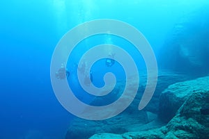 Divers swimming in deep blue water