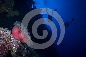 Divers swims over an anemone on the reef