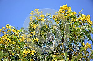 Diversas flores amarelas da Senna surattensis photo