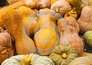 Diverse assortment of pumpkins