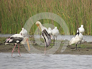 Diverse Avian Gathering: Painted Storks, Spoonbill, and Black-headed Ibis on a Lake