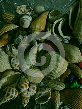 SeaShells