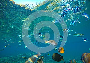 Diverse coral reef fishes in blue water of tropical lagoon. Snorkeling by exotic island.