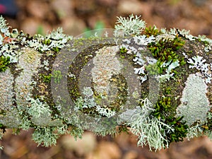 Diverse foliose lichen growing on branches in the Scottish Borders