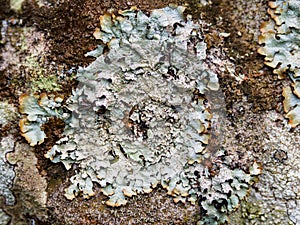 Diverse foliose lichen growing on stonework in the Scottish Borders