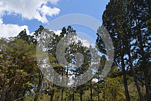 Diverse Forest Tapestry: Trees of All Kinds photo