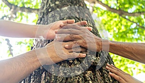 Community Hands Together on a Tree Trunk