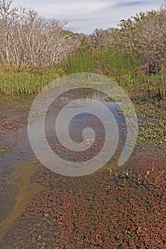 Diverse Habitat in a Wetland Slough
