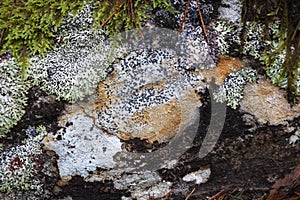 Diverse Lichens on rock in the Highlands of Scotland