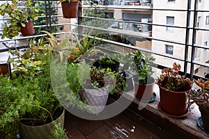 Diverse potted plants, including Aloe and Crassula ovata, on a rain-soaked balcony in Tel Aviv