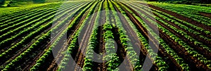 diverse range of crops planted in rows, showcasing the variety that farmers cultivate during the spring season