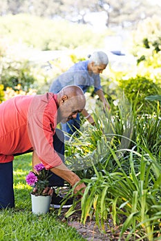 Diverse senior couple gardening in sunny garden