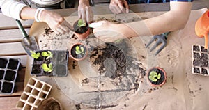 Diverse senior couple sitting at table and planting plants to pots on porch