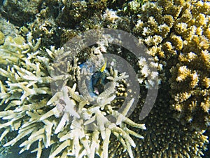 Diverse shapes of coral reef. Tropical seashore inhabitants underwater photo.