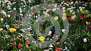Colorful spring flowers in the garden photo