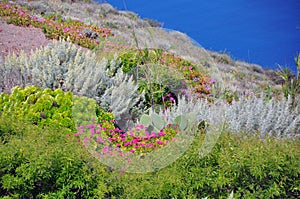 Diverse vegetation on greek island Santorini