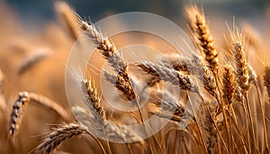Diverse Wheat Varieties: A Comprehensive Overview of Types and Characteristics