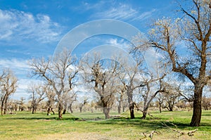 diversifolia Schrenk, Populus euphratica, Euphrates Poplar, po