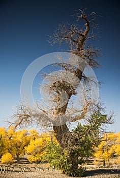 Diversifolious poplar trees