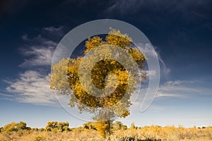 Diversifolious poplar trees