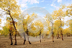 Diversifolious Poplar woods in autumn