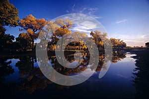 Diversiform-leaved poplar